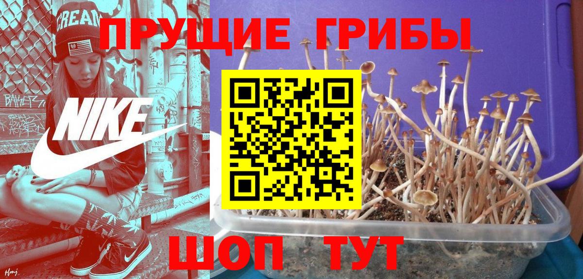 купить  сайты  Галлюциногенные грибы ЛСД  Азнакаево  Псилоцибиновые грибы прущие грибы 